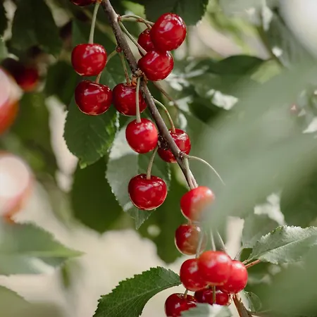 Koi Mit Teichblick דירה