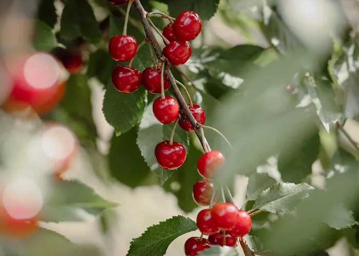 Koi Mit Teichblick Apartman