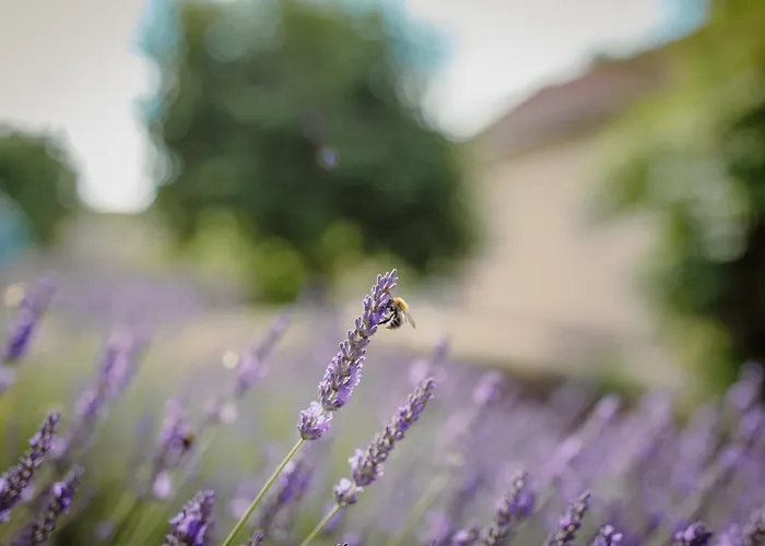Koi Mit Teichblick נורדהאוזן